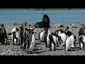 Antarctic 4K 2018