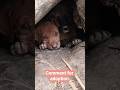 puppy_adoption #puppy #dog #cutepuppy #puppyadoption