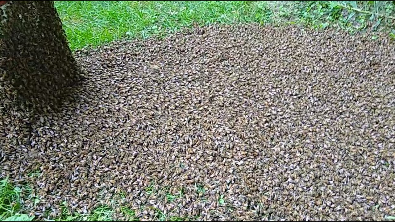 MASSIVE SWARM OF HONEY BEES CRAWLING INTO THIER MOBILE HOME!