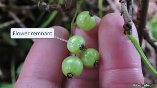 Grossulariaceae - UK wildflowers - Five-minute families