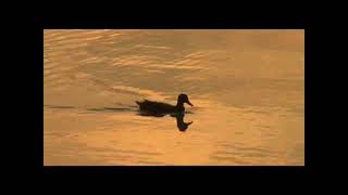 MUSICA : ELYSIUM