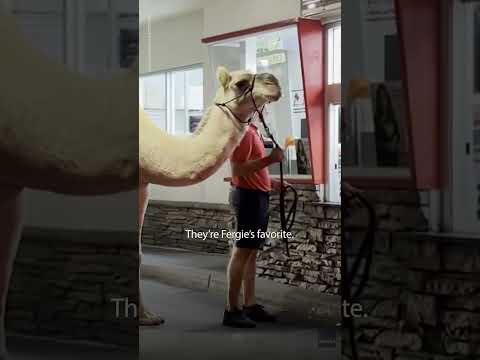Camel gets french fries from In-N-Out drive-thru in Las Vegas | USA TODAY #Shorts