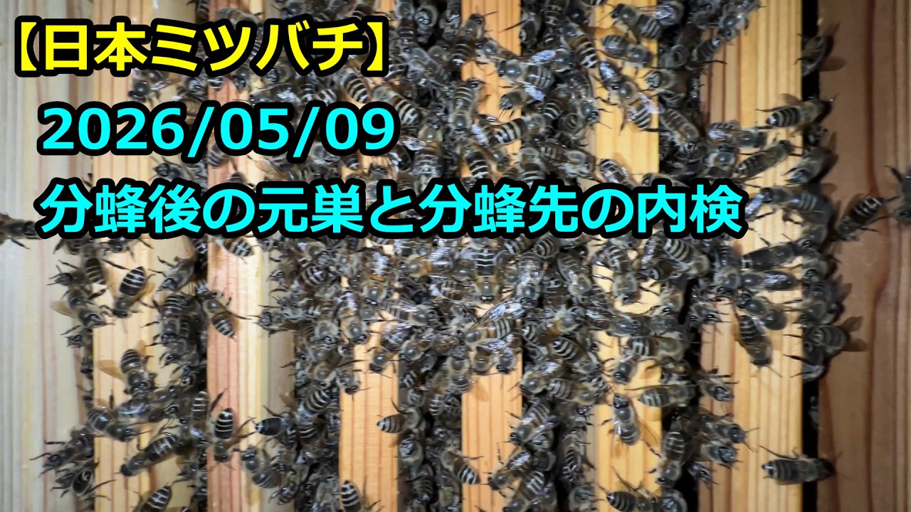 日本ミツバチ】2026/05/09 分蜂後の元巣と分蜂先の内検 - YouTube