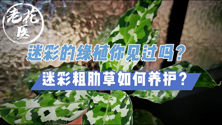 【寄養迷彩粗肋草】迷彩綠植你見過嗎？花友寄養迷彩粗肋草！A fan sent an Aglaonema pictum tricolor. Tips for growing and care. - 天天要聞