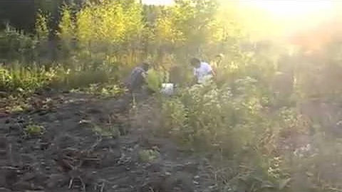 Jackie Clay - Harvest time