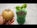 Grow sapodilla faster at home | Grow plants from seeds