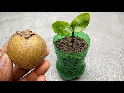 Video: Mamey-hedelmien kasvattaminen – Opi Mamey-omenoiden hoidosta