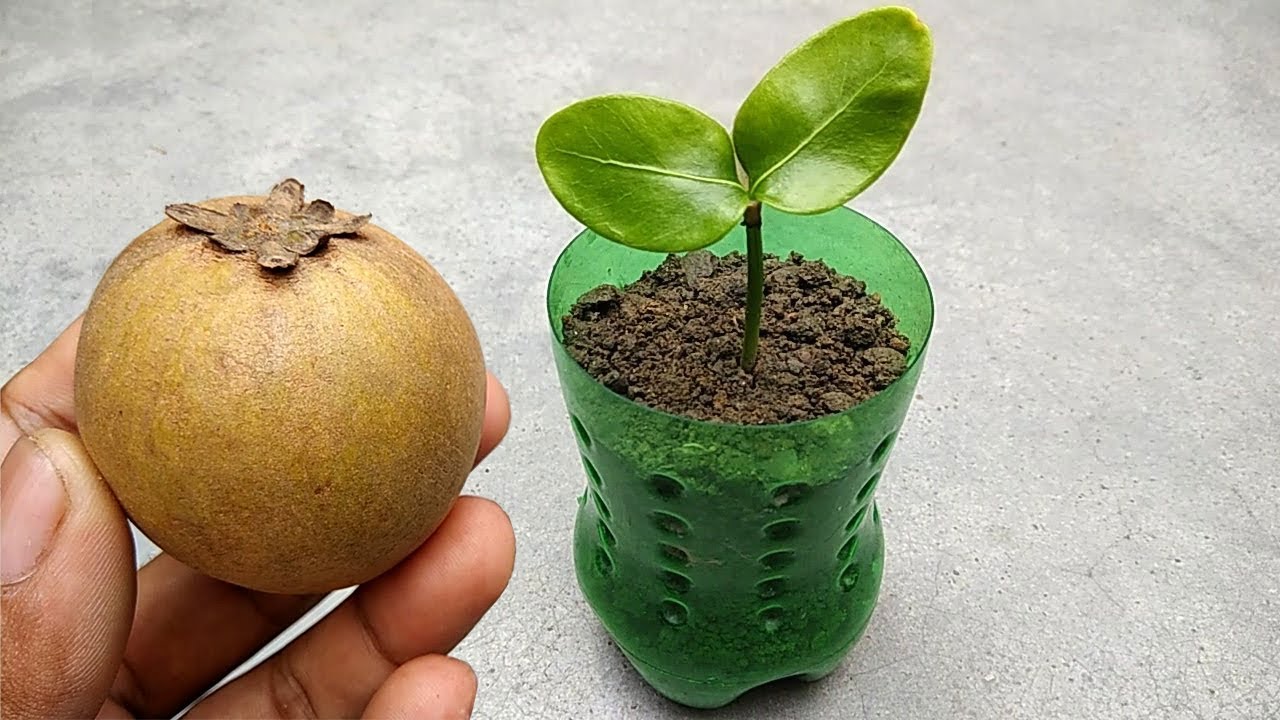 Grow Sapodilla Faster At Home | Grow Plants From Seeds