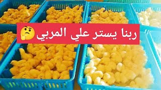 إنفجار جديد لاسعار الكتاكيت وصل 40 جنيه عليه العوض و إرتفاع مفاجئ لأسعار الفراخ ونزول كبير للعلف