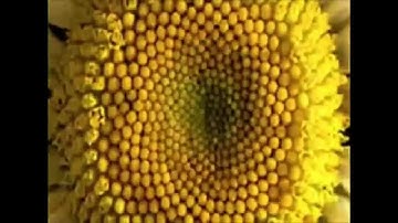 Pt 10 - The Absolute Creator (Fibonacci Scale)