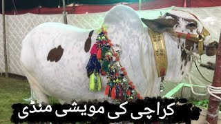 Cow Mandi 2021 | Karachi Cattle Market | Bakra Eid 2021 | Sohrab Goth Mandi | Cattle Craze
