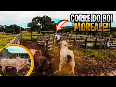 BOI NELORE BRAVO DEU UM CSRRERO NO MOREALE