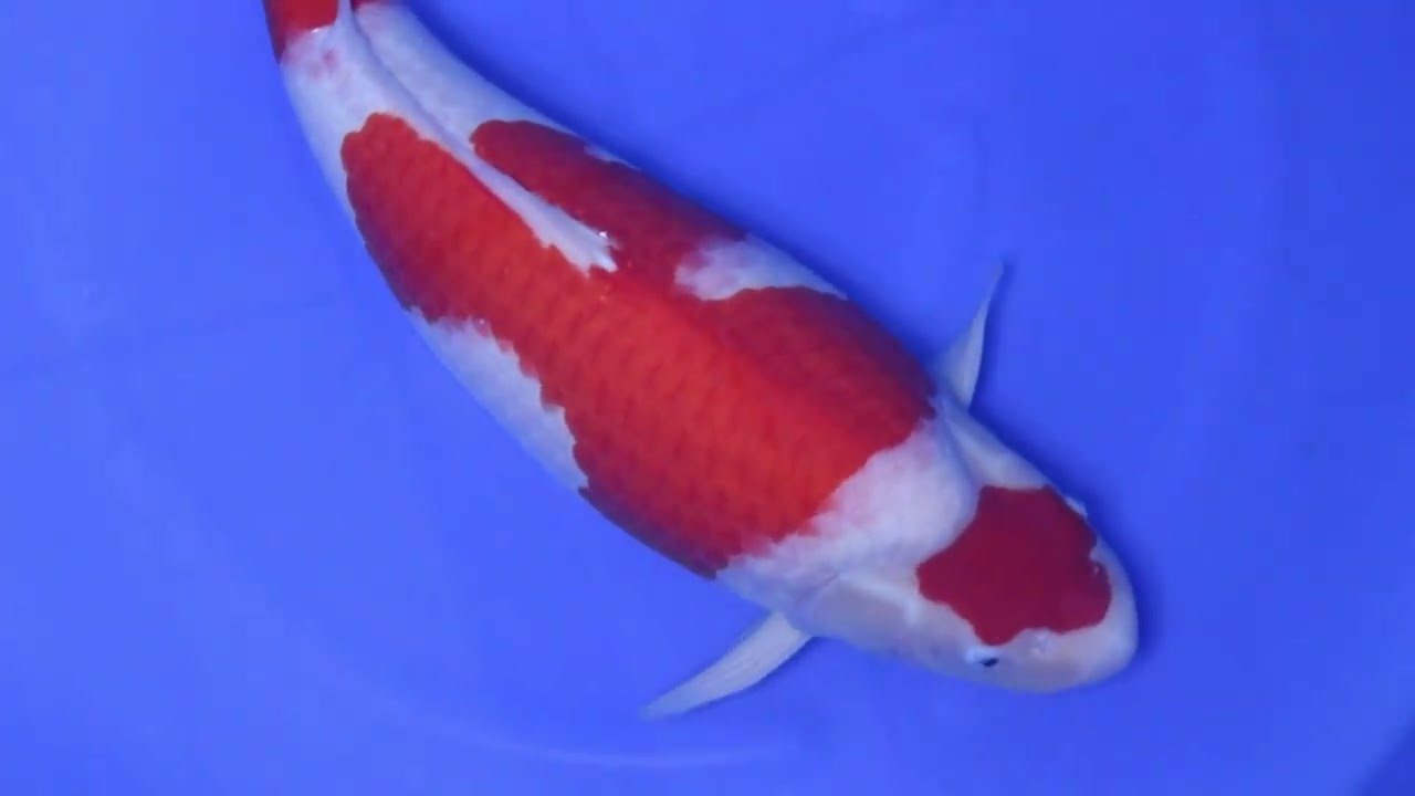 阪井養魚場産 紅白 2024年生 32cm sd1_cbec4a5cd5ea137fb624d05320