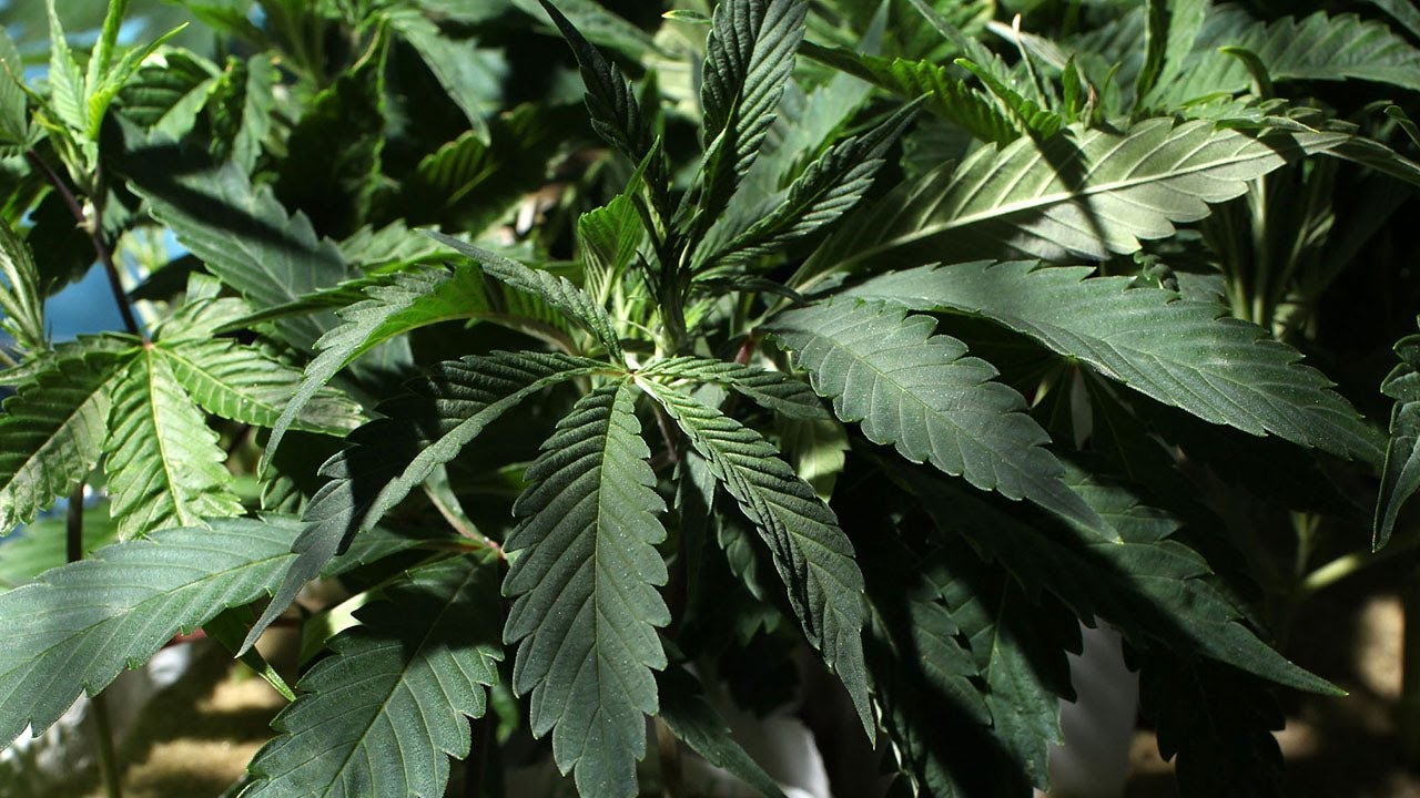 She gives advice on weed issues; He makes vapes in California | The Cannabist Show