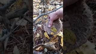 ЗОНТИКИ 😋 ГРИБЫ ВКУСНЯТИНА 😋 НАКОНЕЦ-ТО НАШЛИ 😋