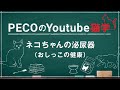 PECOのYoutube猫学～ネコちゃんの泌尿器（おしっこの健康）～