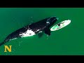 Giant Whale Approaches Unsuspecting Paddle Boarder