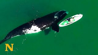 Giant Whale Approaches Unsuspecting Paddle Boarder