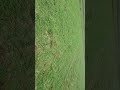 Mixed Pasture DB4