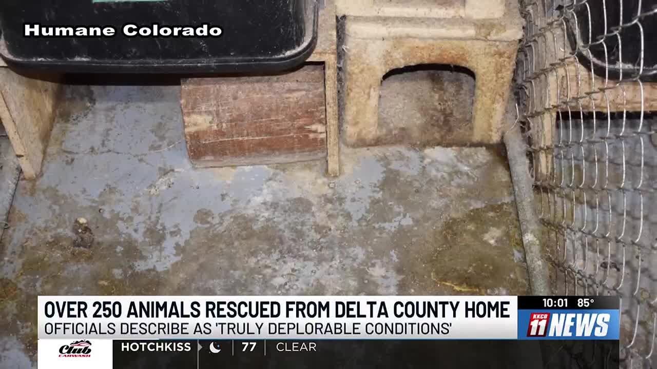 Over 250 dogs and cats rescued from a Western Colorado home - YouTube
