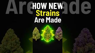 This Is How 2025 s Strongest Strains Are Born