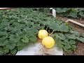 Past 100 pounds! Giant pumpkins go time.