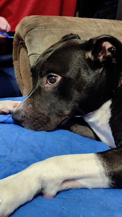 Pretty little.... #heidi #imagooddog #dog #doggo #cutepets