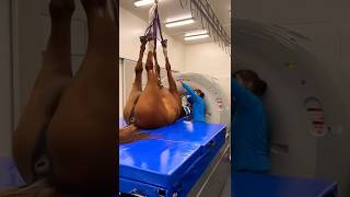 Horse check machine - Smart horse show#shortvideo #shorts