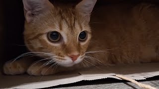Kitten Plays With Paper Bag | CUTE!