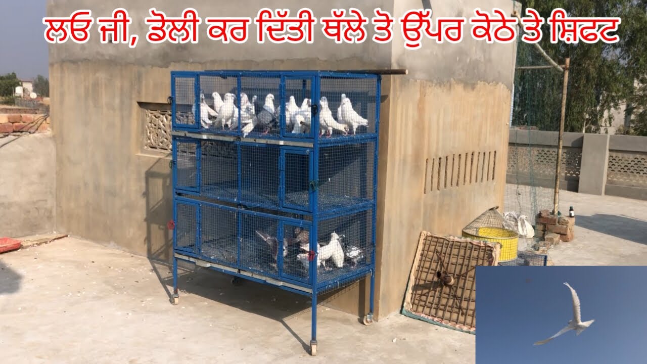 ਲਓ ਜੀ, ਡੋਲੀ ਕਰ ਦਿੱਤੀ ਥੱਲੇ ਤੋ ਉੱਪਰ ਸ਼ਿਫਟ, ਸਾਰੇ ਕਬੂਤਰ 🕊️ ਕੱਡੇ ਬਾਹਰ॥