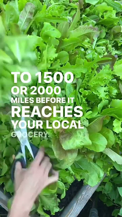 Almost all the salad we eat is shipped for 1000s of miles and covered in pesticide #garden #salad