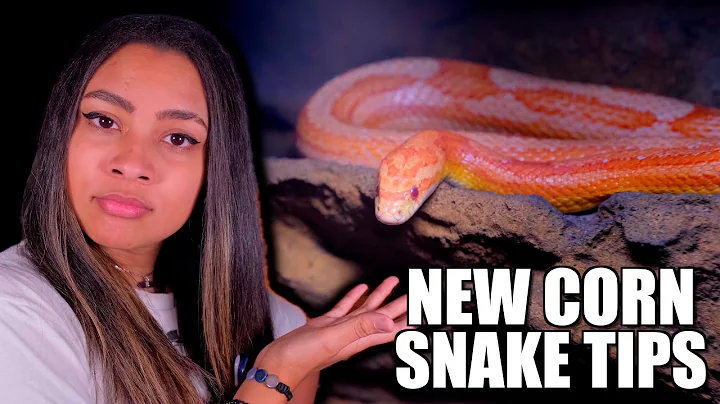 Tips For Your NEW Pet Corn Snake