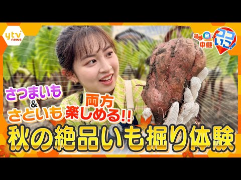 さつま芋＆里芋、両方楽しめる！秋の神戸で絶品いも掘り体験【す・またん！】