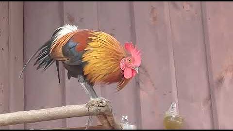 Saib qaib dib khav heev 7/8/2020