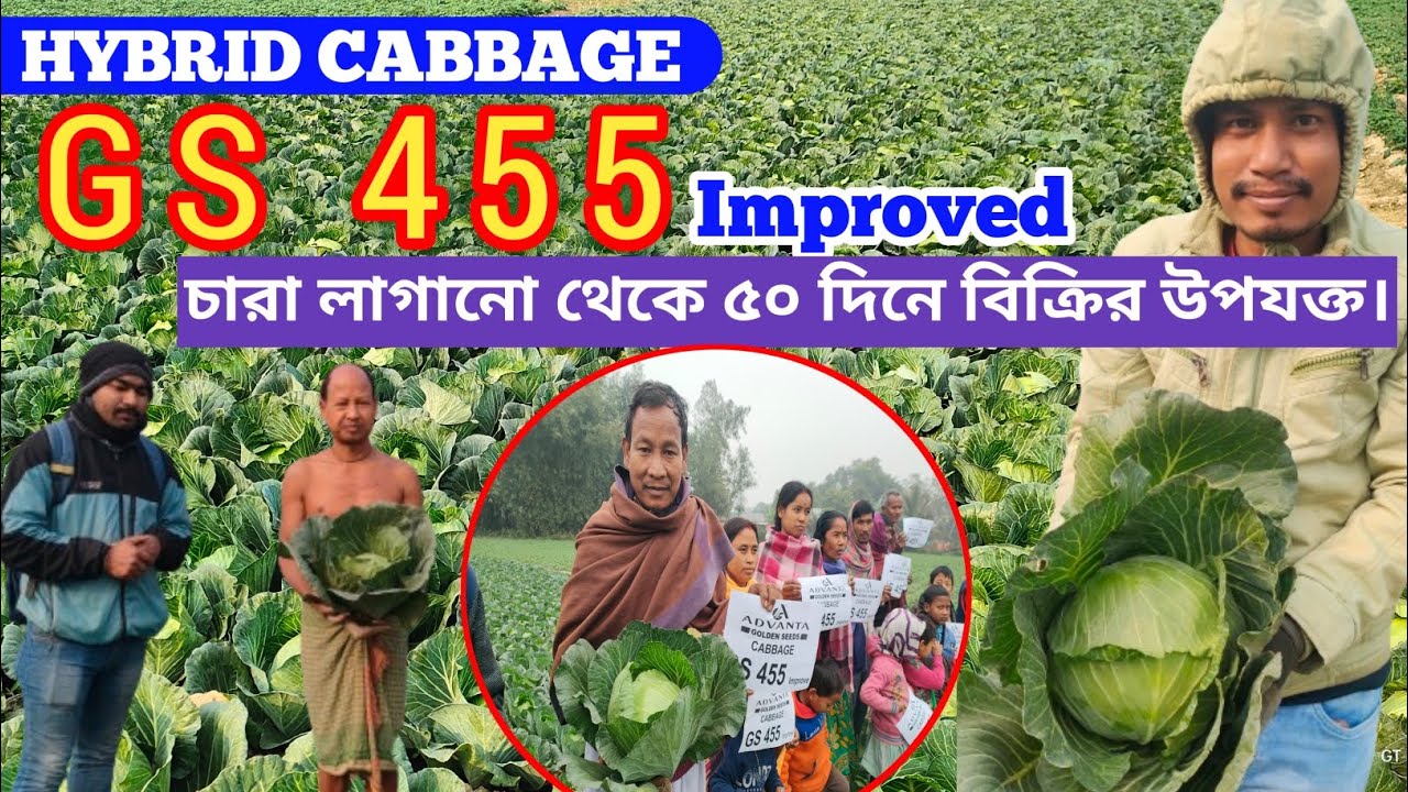 Advanta Golden Seeds Hybrid Cabbage GS 455 Improved ...
