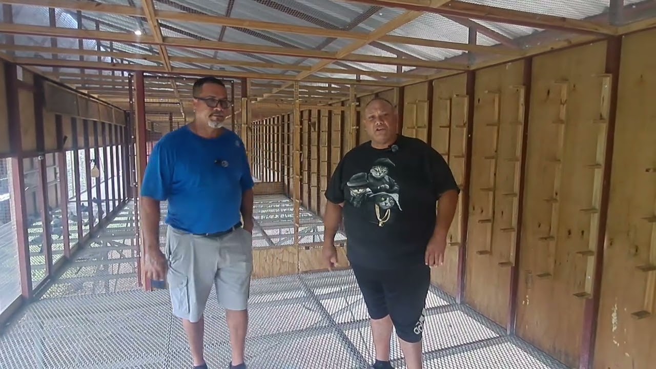 Ya estamos lista en via tus Pichones al Caribbean Pigeon OLR en P.R 🇵🇷 compite al mas alto nivel 🌊🕊