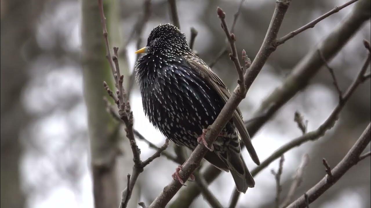 Male Starling flapping and singing YouTube