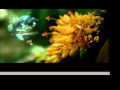 Samsung Hummingbird Ad 2009 