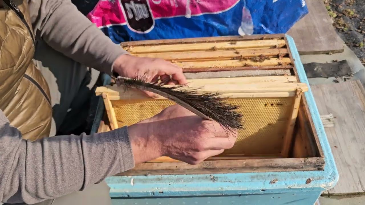 2026년 2월 12일 날이 좋아서 봄벌깨우기 