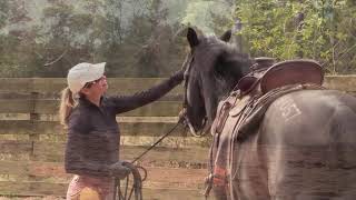 🔴 Wild Horses and Burros: From Wild to Mild