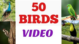 50 Birds Video