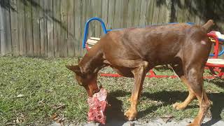 Doberman CRUNCHES Deer Spine | Prey Model Raw | Bone Crushing Doberman