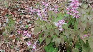 2019/05/06 イカリソウの紹介！