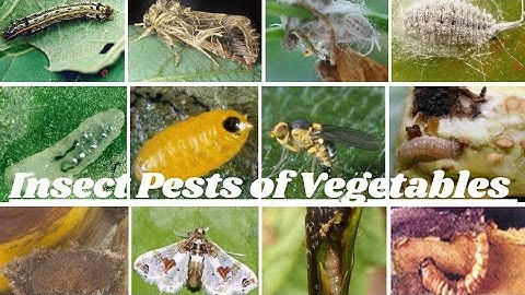 Common Insect Pests Of Vegetables / Pest Identification With Pictures - Gardenia Services