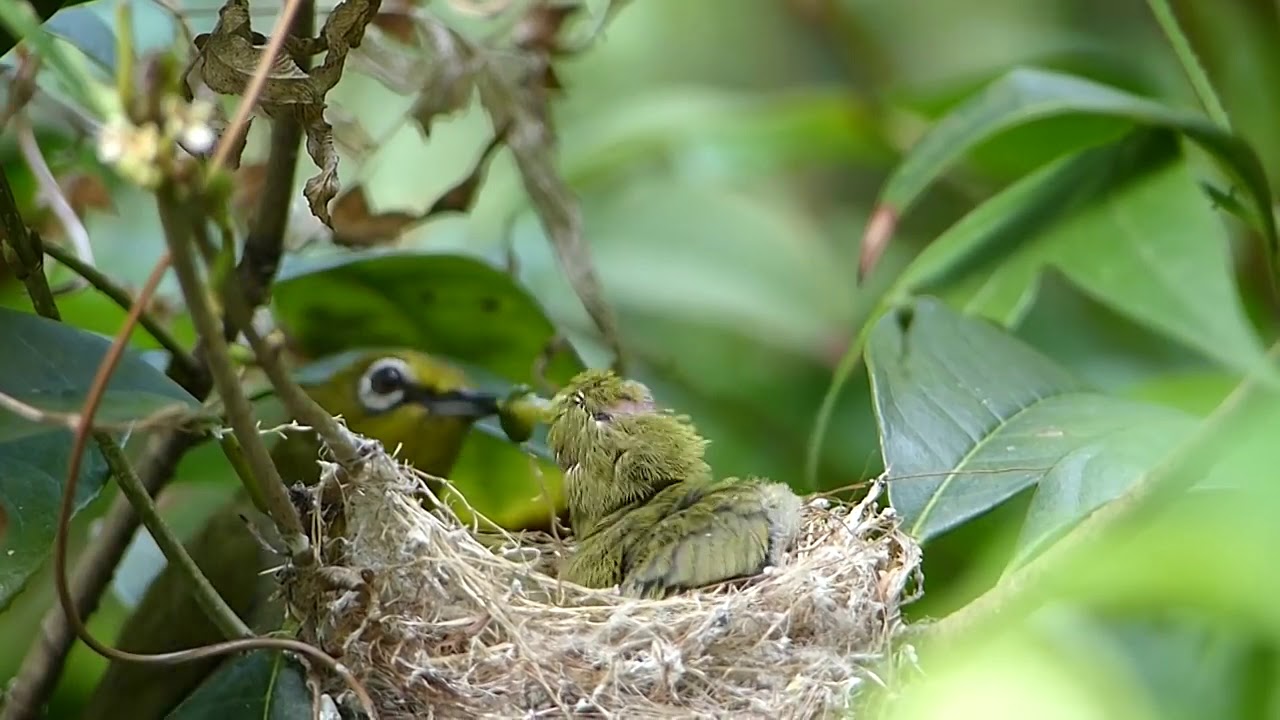 Burung pleci 