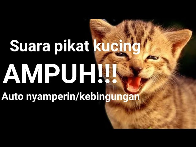 Suara pikat kucing Ampuh!!!! AUTO NYAMPERIN class=