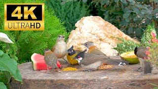 Cat TV for Cats to Watch 😺 Beautiful Birds and Squirrels in the Summer 🐿 8 Hours 4K HDR 60FPS