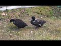 Утки Каюга. Cayuga Ducks