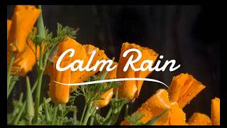 Gentle Rain on Poppy Flowers 🌺🌧️ | Calm Ambience for Relax, Sleep & Focus screenshot 4