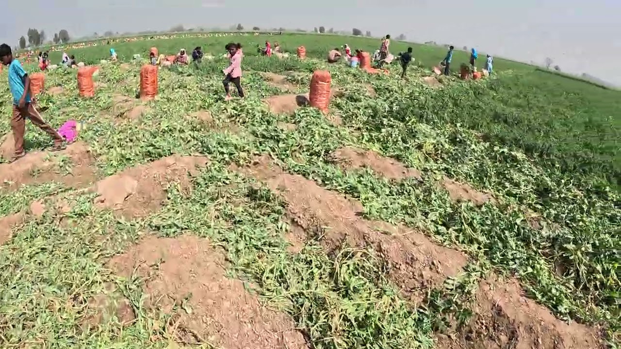 ਮਟਰਾਂ ਦੀ ਤੁੜਾਈ ਸ਼ੁਰੂ ਹੋ ਚੁੱਕੀ ਤੇ ਹੁਣ ਤੁਹਨੂੰ ਰੋਜ਼ ਸਵੇਰੇ 7 ਪਿਛਲੇ ਦਿਨ ਦੀ ਵੀਡੀਓ ਪਾਇਆ ਕਰਾਂਗੇ 🙏🙏 #farming 